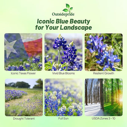 Outsidepride Texas Bluebonnet Seeds - 1/4 lb. Annual Lupinus Texensis, Heirloom Quality, Drought-Tolerant Wildflower Seeds w/Blue Blooms for Vibrant Spring Displays, Landscape, & Attracts Pollinators