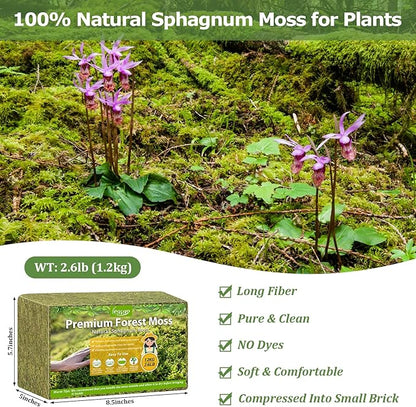 Legigo 2.6LBS Sphagnum Moss for Plants, 50QT Natural Orchid Moss Potting Mix Dired, Green Forest Plant Moss for Orchid Repotting Carnivorous Succulents Indoor Potted Plants Gardening and Reptiles