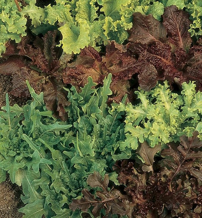 Burpee Gourmet Blend Lettuce Seeds 1100 seeds