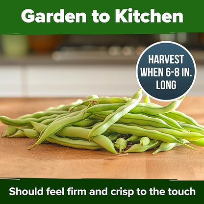 HOME GROWN Non GMO Contender Bush Bean Pack - 56 Heirloom Green Beans, Vegetable Seeds for Planting, Emergency Food Supply (Phaseolus vulgaris)