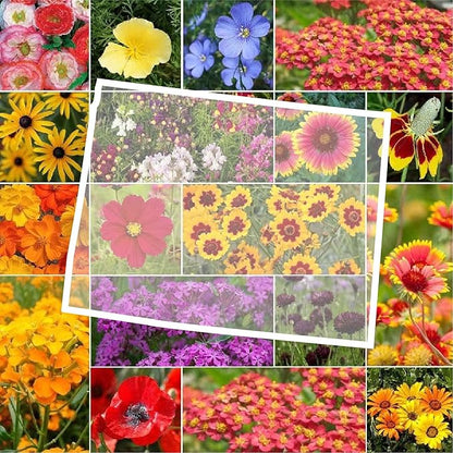 Eden Brothers Wyoming Wildflower Mixed Seeds for Planting, 1 oz, 30,000+ Seeds with Cornflower, Yarrow | Attracts Pollinators, Plant in Spring or Fall, Zones