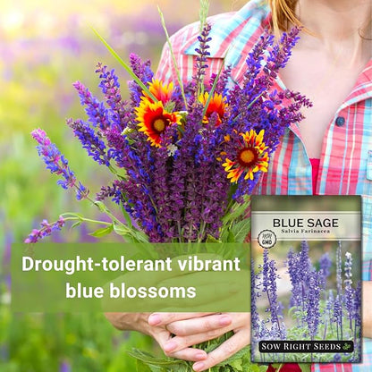 Sow Right Seeds - Blue Sage Wildflower Seed to Plant - Non-GMO Heirloom Seeds - Full Instructions for Planting and Growing Mealycup Sage or Salvia farinacea - Indoors or Outdoor - Gardening Gift (2)