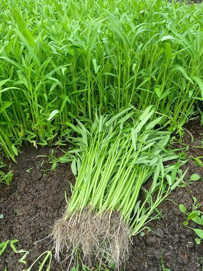 1000+ Organic Water Spinach Seeds – Kangkong, Ong Choy, Rau Muong – Heirloom, Non-GMO, USA Grown - Asian Vegetable Seeds for Home Garden or Backyard Planting
