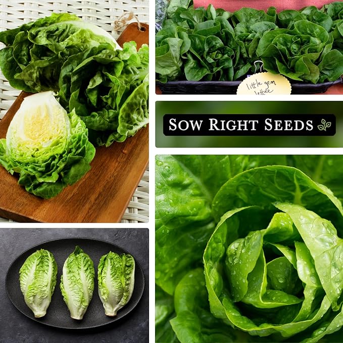 Sow Right Seeds - Little Gem Lettuce Seeds for Planting - Non-GMO Heirloom Packet with Instructions to Plant a Home Vegetable Garden - Outdoors or Indoors Hydroponics - Miniature Romaine Variety (3)