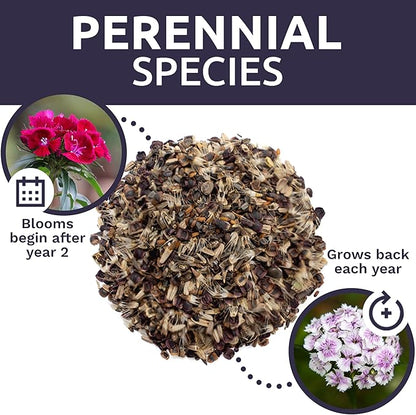 Perennial Wildflower Seeds Mixture - Bulk 1 Ounce Packet - Over 15,000 Pure Live Seed - Open Pollinated and Non GMO…