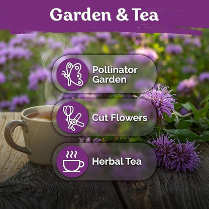 KVITER 1,000 Wild Bergamot Seeds for Planting (Monarda fistulosa) – Bee Balm Native Wildflower, Pollinator Magnet, Organic & Non GMO – Perennial Flower Seeds to Plant Outside in Flower/Herb Garden