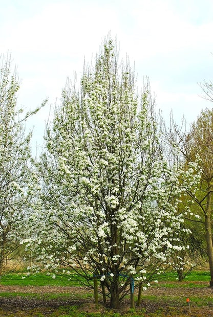 TomorrowSeeds - Bartlett Pear Tree Seeds - 60+ Count - for 2026 Planting Williams Common Domestic European Pears Flowering Edible Perennial Fruit Trees Perennial Grow Your Own Home Farm Patio Healthy