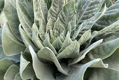 Plant Good Seed Organic Common Mullein Seeds for Planting: Medicinal Tea Herb, Yellow Flowers - 250 Seed Packet