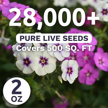 Phlox Annual Blend – Large 2 Ounces Seed Packet – 28,000 Flower Seeds for Planting – Phlox drummondii