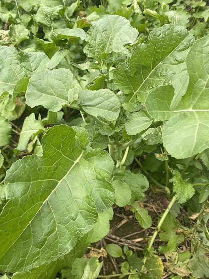 Hale Habitat & Seed Rapeseed Food Plot Seed (50 lb Bulk)