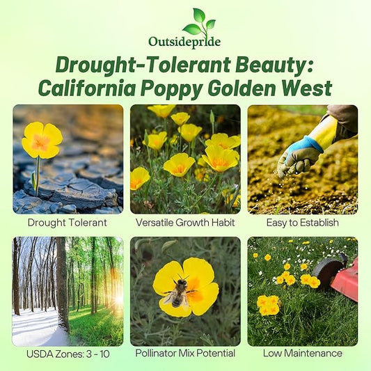 Outsidepride Golden West California Poppy Seeds - 10000 Pieces Annual, Drought Tolerant Eschscholzia Wildflower Seed w/Vibrant Yellow Blooms for Pollinator-Friendly Garden & Outdoor Landscapes