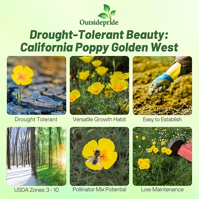 Outsidepride Golden West California Poppy Seeds - 5000 Pieces Annual, Drought Tolerant Eschscholzia Wildflower Seed w/Vibrant Yellow Blooms for Pollinator-Friendly Garden & Outdoor Landscapes