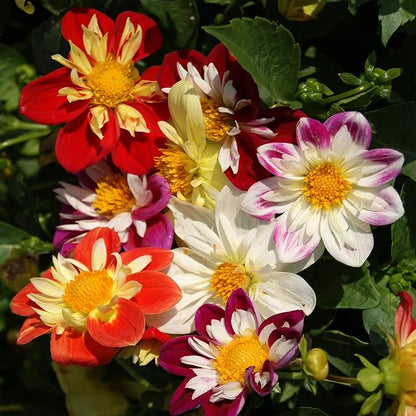 Outsidepride Dandy Mixed Dahlia Seeds for Planting - 1000 Pcs Annual, Easy to Grow, Season-Long Flower Seeds with Colorful Blooms for Containers, Pots, Borders, & Gardens, Suitable as Cut Flower
