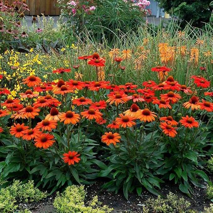 1000+ Echinacea Purpurea Seeds for Planting, Mixed Color Echinacea Coneflower Seeds, Perennial Cone Flower Seed for Home Garden, Potted Decoration