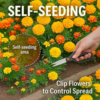 45,000+ Marigold Seeds (Cempasúchil) - Tagetes erecta & T. patula Mix, 5 oz Bulk, High Germination Rate, for Landscapes, Pollinator Beds & Fall Displays, Resealable Foil Pouch (5oz)
