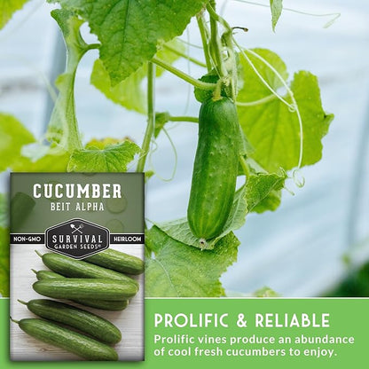 Beit Alpha Cucumber Seeds for Planting | Crisp Burpless Variety with Smooth Skin – Heirloom, Non‑GMO – Survival Garden Seeds (3 Packs)