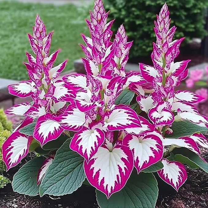 Hosta Seeds 110+ Mixed, Shade-Resistant Perennial Plants, Unique Leaf Color Combinations, Perfect for Garden Borders, Flower Beds & Containers, Easy Grow, Extremely Hardy