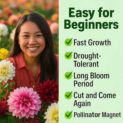 Dahlia Zinnia Seeds Bulk – 1100 Heirloom Zinnia Seeds for Planting Outdoors - Mixed Colors & Large Blooms for Gardens - High Germination (Zinnia elegans)
