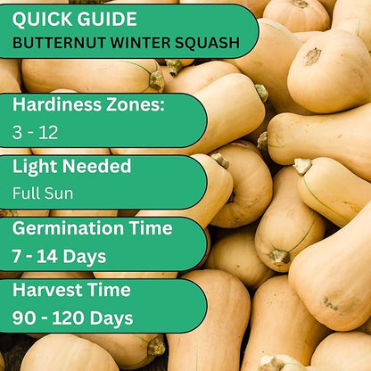 Waltham Winter Butternut Squash Seeds for Planting – Heirloom, Non-GMO Butternut Squash Seeds for Home Gardens, Sweet Winter Squash for Cooking | Woods Creek Seeds