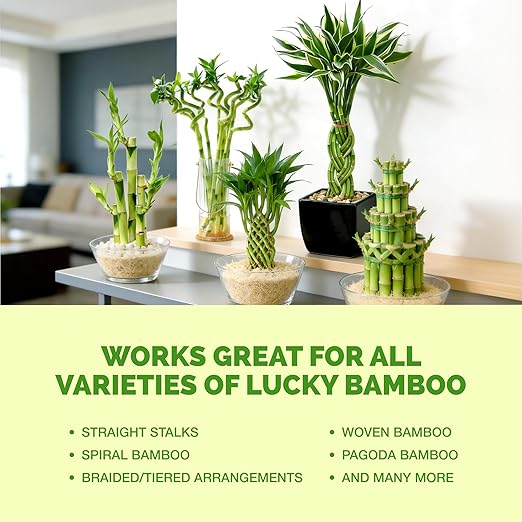 Lucky Bamboo Fertilizer, Complete Liquid Lucky Bamboo Plant Food, 8 oz (250mL)