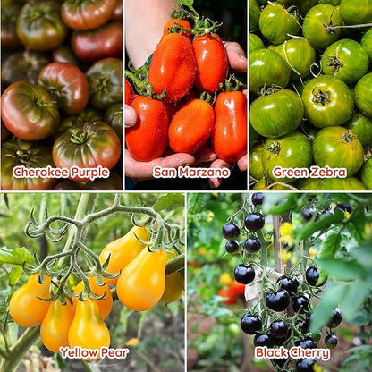 10 Heirloom Tomato Seed Varieties Packet - Non-GMO, Open Pollinated Seeds for Planting Home Garden - Beefsteak, Roma, San Marzano, Cherokee Purple, Cherry Tomato & More