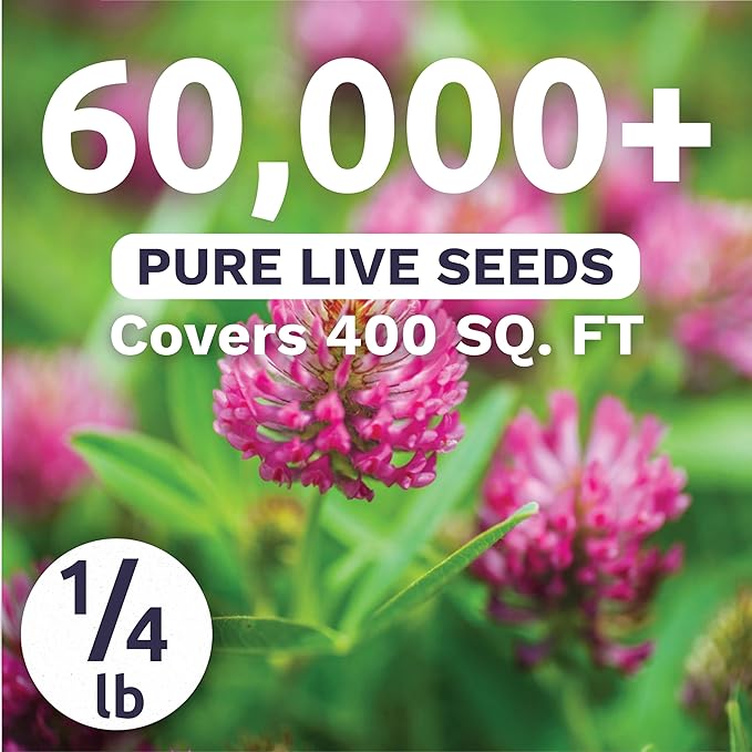 Red Clover - Bulk 1/4 Pound Pouch - 60,000 Flower Seeds for Planting - Trifolium pratense