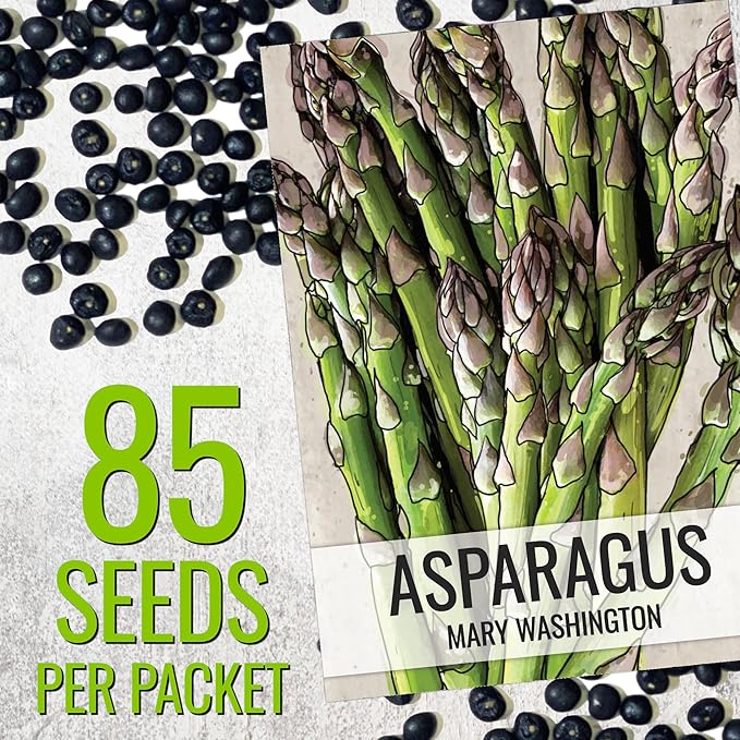 Seed Needs Asparagus Seeds for Planting Mary Washington Asparagus - Non-GMO Heirloom & Untreated Perennial Vegetable Seed to Plant an Outdoor Home Grown Garden (5 Packs)