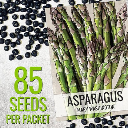 Seed Needs Asparagus Seeds for Planting Mary Washington Asparagus - Non-GMO Heirloom & Untreated Perennial Vegetable Seed to Plant an Outdoor Home Grown Garden (5 Packs)