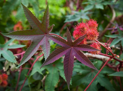 Outsidepride Bright Red Castor Bean Seeds - 30 Pcs Annual Quick-Growing Tropical Flower Seeds for Planting Vibrant Foliage & Colorful Blooms for Eye-Catching Borders, Gardens & Landscapes