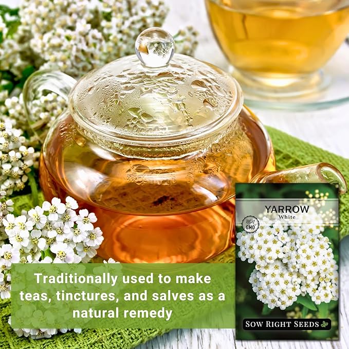 Sow Right Seeds - Common White Yarrow Seeds for Planting - Non-GMO Heirloom Packet with Instructions to Grow an Outdoor Flower Garden - Medicinal Herb & Native Wildflower - Perennial Achillea (2)