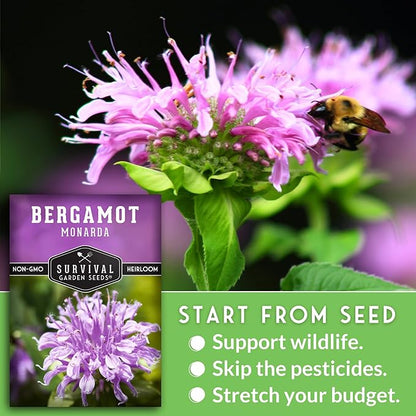Bee Balm Seeds for Planting - Wild Bergamot (Monarda Fistulosa) Perennial Native Wildflower & Medicinal Herb for Pollinator Gardens, Fragrant Heirloom Flower - Survival Garden Seeds (5 Packs)