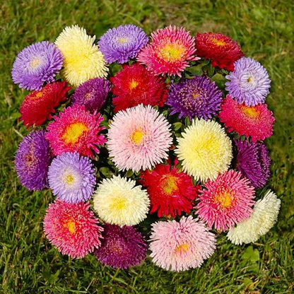 Seeds Aster Dwarf Mix Annual Garden Flowers for Planting