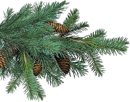 Jobe’s Slow Release Evergreen Fertilizer Spikes, Easy Plant Care for Cypress, Arborvitae, Pine, Cedar, and Many More Acid Loving Trees, 9 Count