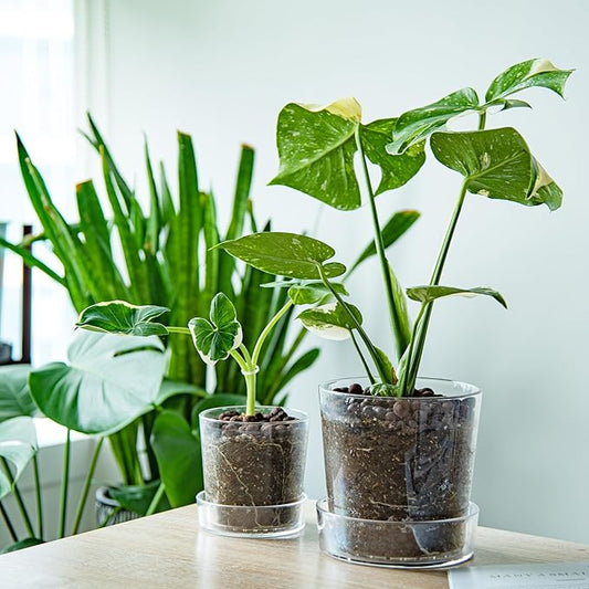 Phoenix Vine 4.5 Inch 6.5 Inch Clear Acrylic Houseplants Planter Pot with Tray, Orchid Pot with Drainage Holes, Deep Saucer for Bottom Watering, Transparent Containers for Indoor Plants, Herbs, 91-B-W