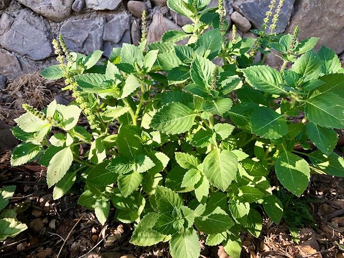 Plant Good Seed Organic Kapoor Holy Basil Seeds - Pack of 200 Heirloom Seeds for Planting Herbs, Tulsi - Gardening Supplies, Vegetables, Flower, Herb, Garden Seeds - Non-GMO, from USA