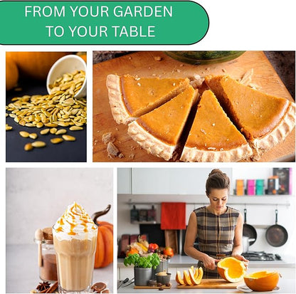Small Sugar Pie Pumpkin Seeds for Planting – Heirloom, Non-GMO Sugar Pumpkin Seeds for Garden Growing, Sweet Pie Pumpkins for Baking & Cooking | Woods Creek Seeds