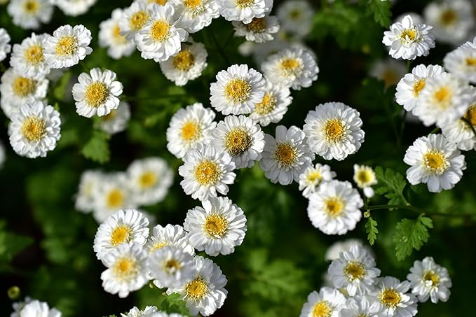 Organic Feverfew (Tanacetum parthenium) 1500 Seeds (1 g) - Altamiza, Bachelor's Buttons, Fever Few, Maids Manzanilla, Mid Summer Daisy, Pale Maids, Pellitory, Wild Chamomile Seeds for Planting