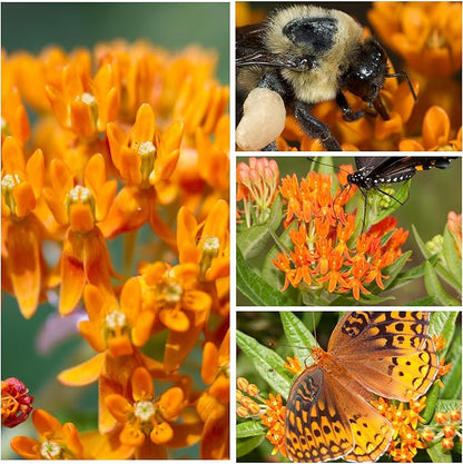 Seed Needs Orange Butterfly Milkweed Seeds for Planting - Heirloom & Untreated - Grow a Butterfly Garden to Attract Monarch Butterflies & Pollinators (2 Packs)