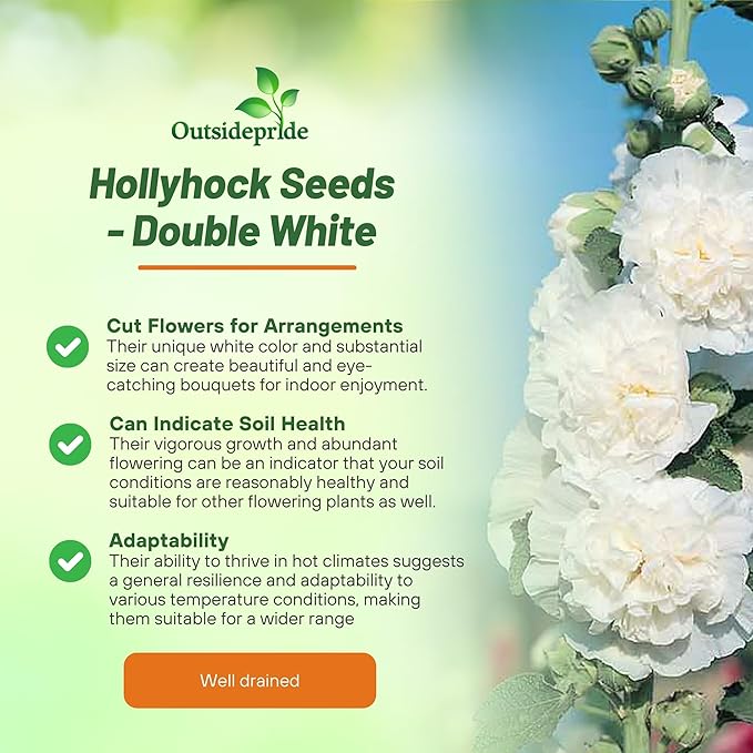 Outsidepride Double Hollyhock Seeds - 200 Pcs Perennnial White Heirloom, Long-Blooming Drought Tolerant Flower Seeds with Semi-Double Blooms for Cottage Gardens & Cut Flowers