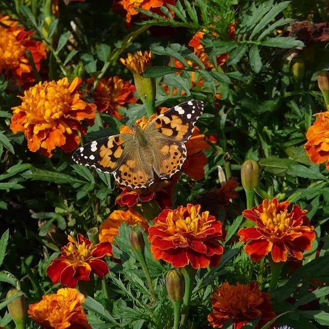 The Old Farmer's Almanac Petite Mixture Marigold Seeds - Premium Non-GMO, Open Pollinated, USA Origin (5 Packets, 5 Grams, Approx 1000 Seeds)