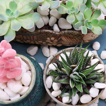 White Rocks for Plants. White Decorative Polished Pebbles. 3/8 Inch – 10lbs for Plants,Garden, Landscaping, Succulents, pots, Plants (XSM (0.375 Inch), White - Lightly Polished, 10)