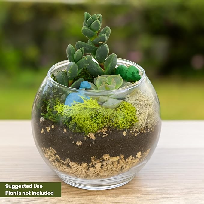 Cute Farms Glass Terrarium Kit | Just Add Your Own Plants (Two Glass Bowls)