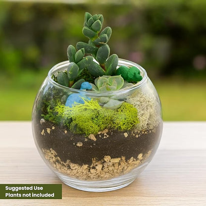 Cute Farms Glass Terrarium Kit | Just Add Your Own Plants (Two Glass Bowls)