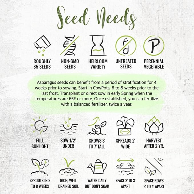 Seed Needs Asparagus Seeds for Planting Mary Washington Asparagus - Non-GMO Heirloom & Untreated Perennial Vegetable Seed to Plant an Outdoor Home Grown Garden (1 Pack)