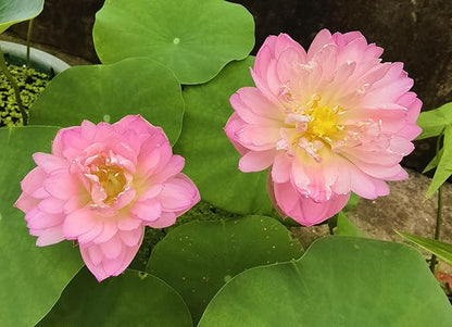 Mixed Color Bonsai Bowl Lotus Water Lily Seeds (30 PCS)