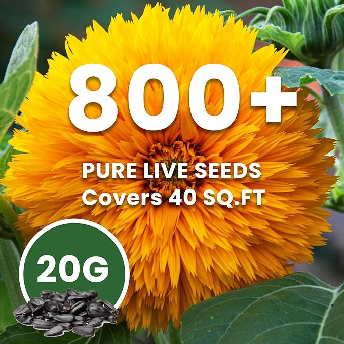 Giant Teddy Bear Sunflower Seeds - 0.7oz (800+ Seeds) | Fluffy Double Yellow Petals | Extra Large Blooms, Non-GMO, Open Pollinated | Easy Grow
