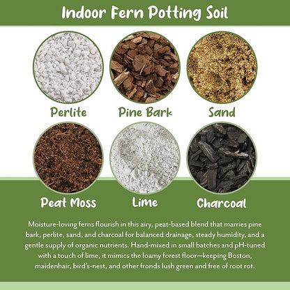 Soil Sunrise Fern Plant Potting Soil Mix (8 Quarts) Custom Hand Blended Mixture for Indoor/Outdoor Container Gardening