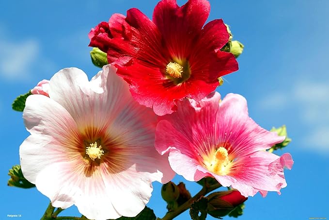 Seeds Hollyhock Seed Mix Malva 30+ Seeds for Planting Showy Perennial Flower Multicolor Mixture