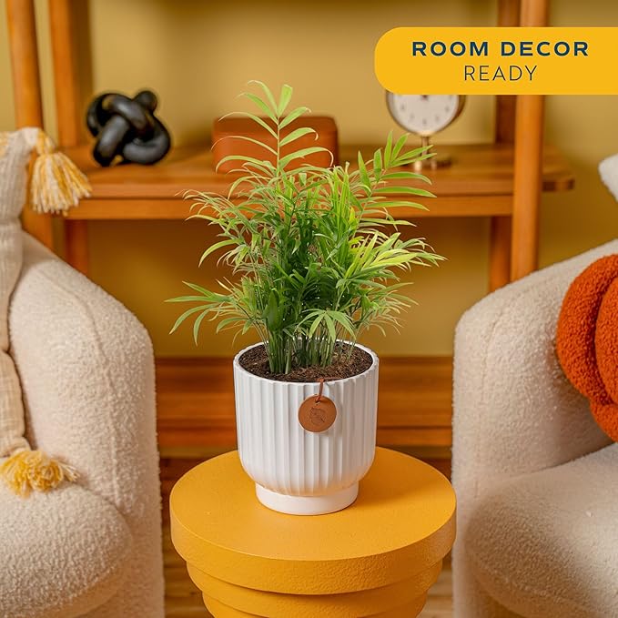 Costa Farms Parlor Palm, Neanthebella, Easy to Grow Houseplant Potted in Décor Plant Pot, Everyday Gift for Mom, For Wife, From Daughter, Son, Room or Home Decor, 1 Foot Tall
