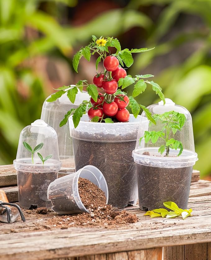 homenote Clear Nursery Pots for Plants,5 Inch Plant Pot for Planting with Humidity Domes Plastic Seedling with Drainage Holes Seed Starter Flower High Transparency (15 Pack)